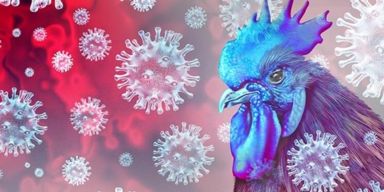 ABD’de hayvan teması olmadan görülen ilk kuş gribi vakası tespit edildi